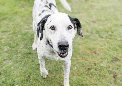 Pet of the Week